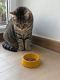 Pati Desen Model Beton Kedi Köpek Mama ve Su Kabı 13 cm çap x 4 cm - Bronz