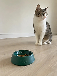 Pati Desen Model Beton Kedi Köpek Mama ve Su Kabı 13 cm çap x 4 cm - Yeşil