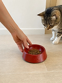 Pati Desen Model Beton Kedi Köpek Mama ve Su Kabı 13 cm çap x 4 cm - Kiremit