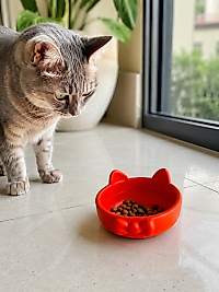 Papyon Model Beton Kedi Köpek Mama ve Su Kabı 16 cm çap - Turuncu